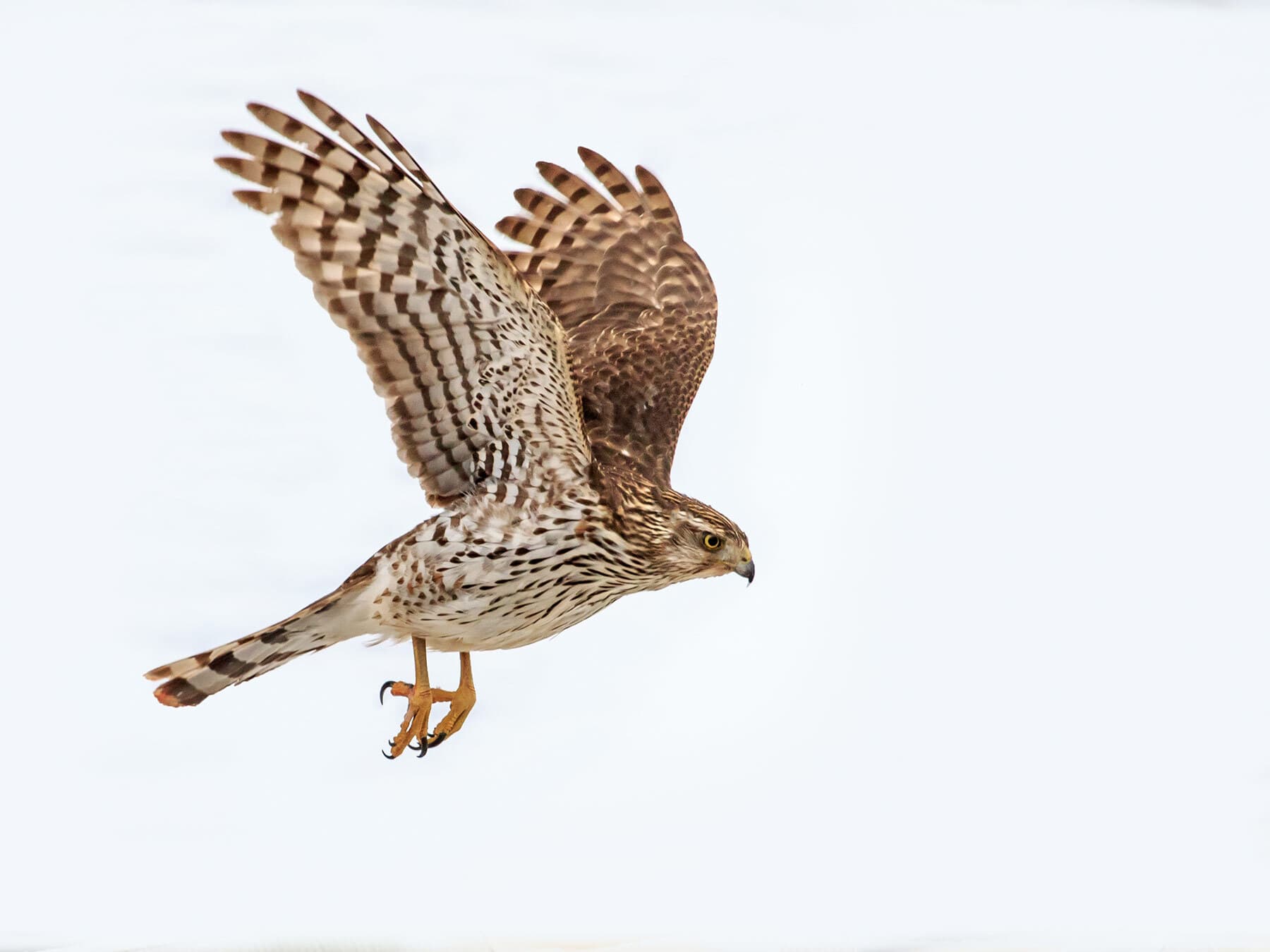 Coopers hawk in flight