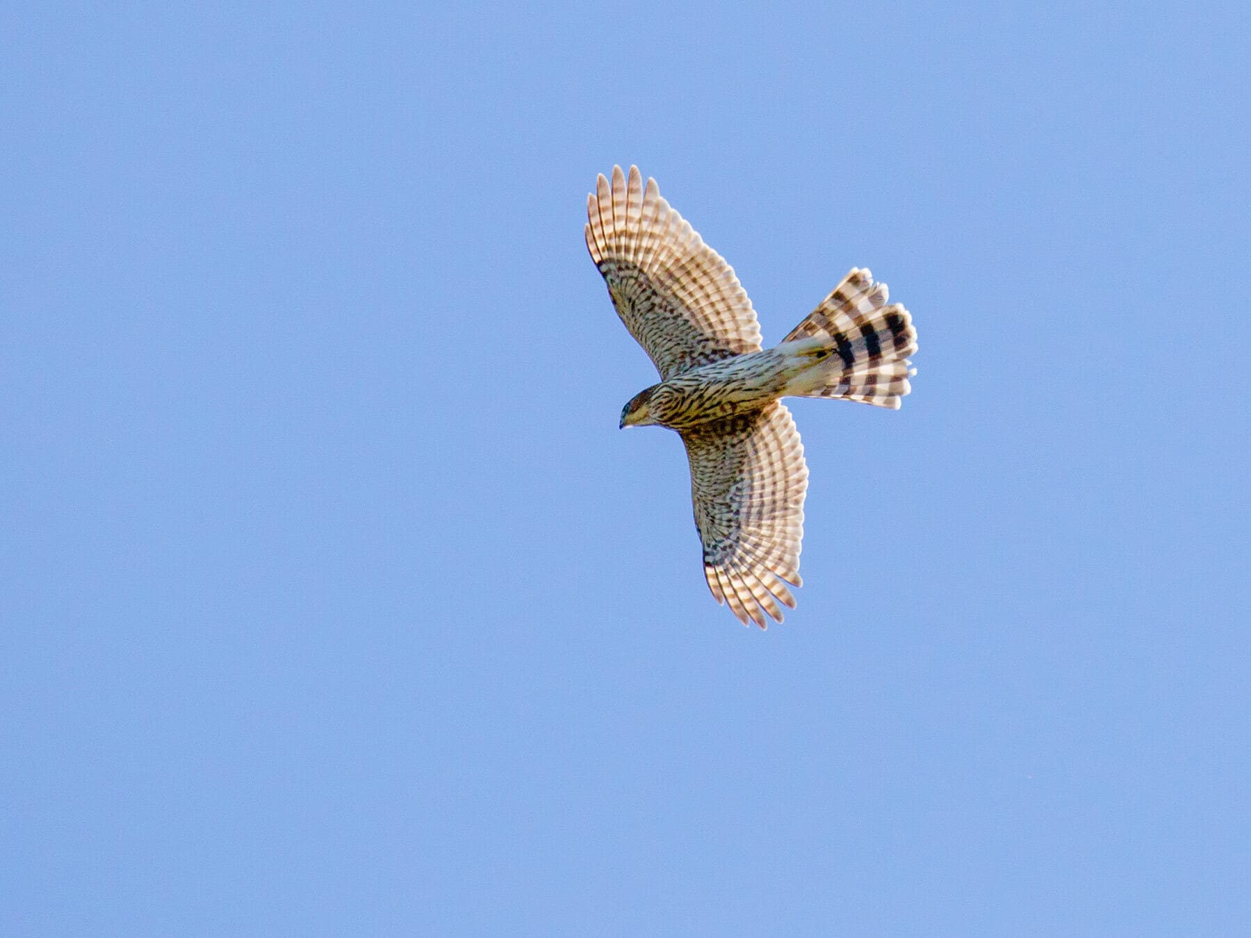 Coopers hawk juvenile flight