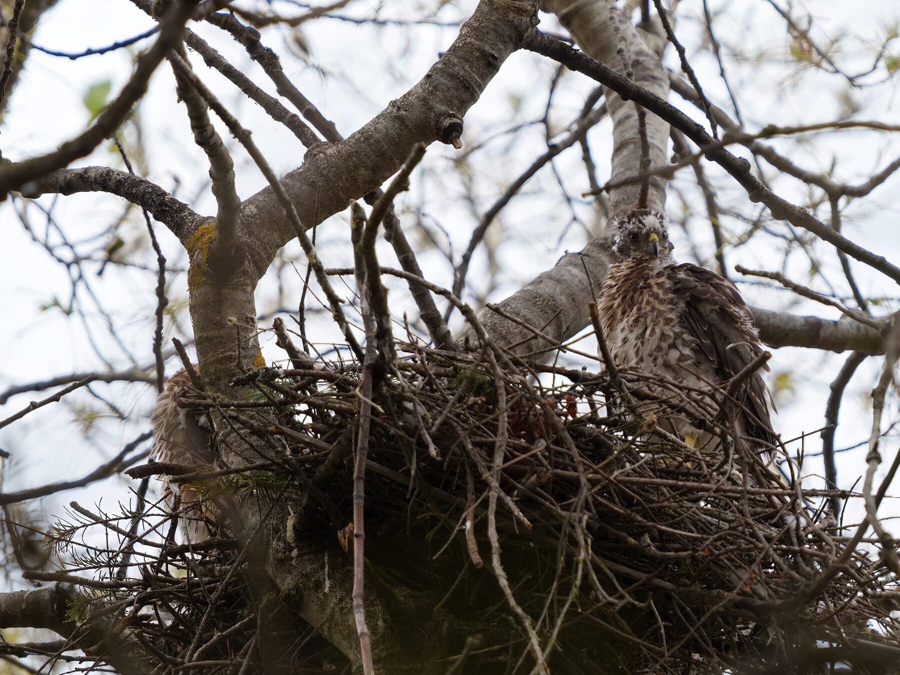Coopers hawk nest