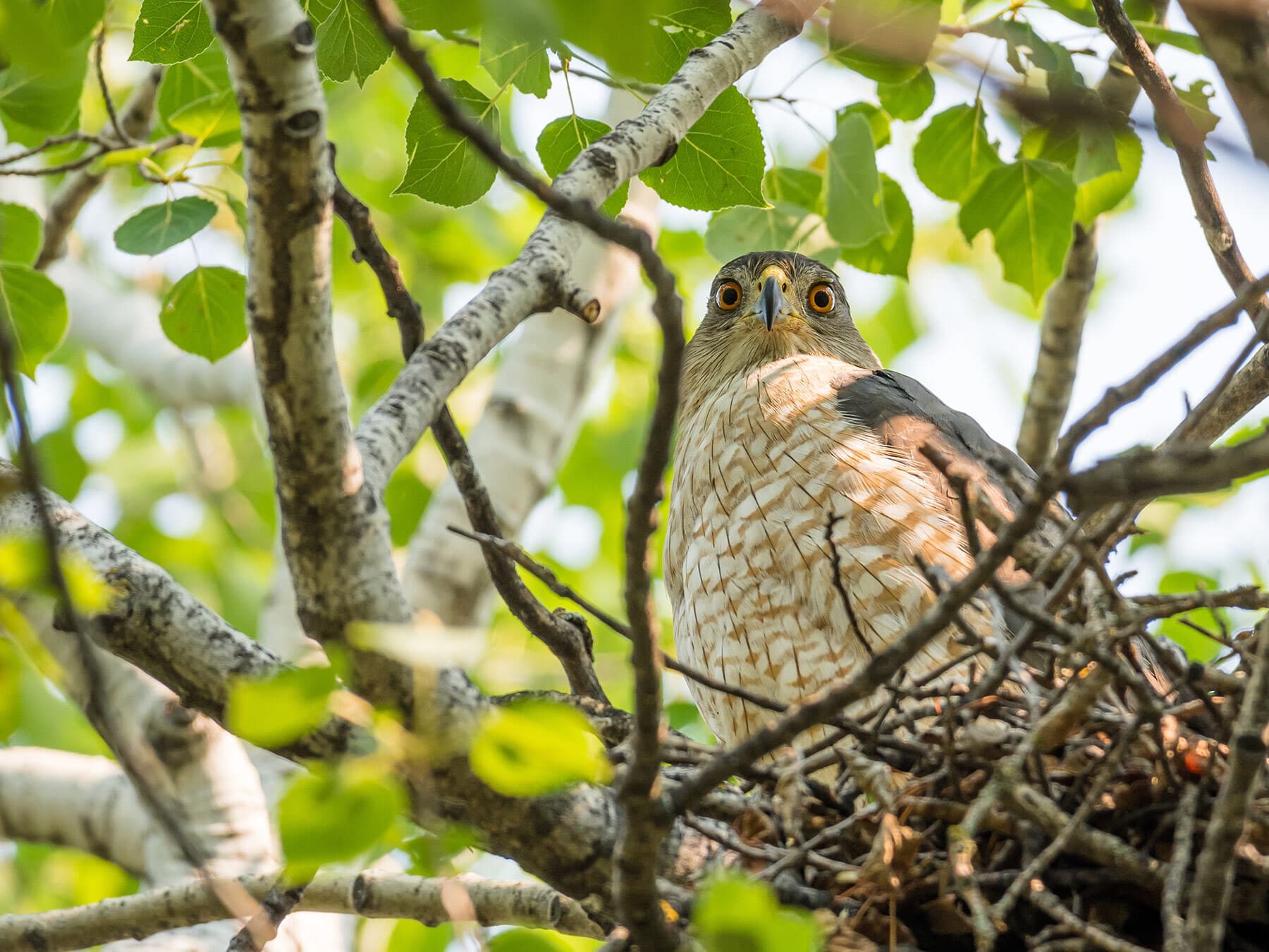 Cooper's Hawk Nesting (All You Need To Know)