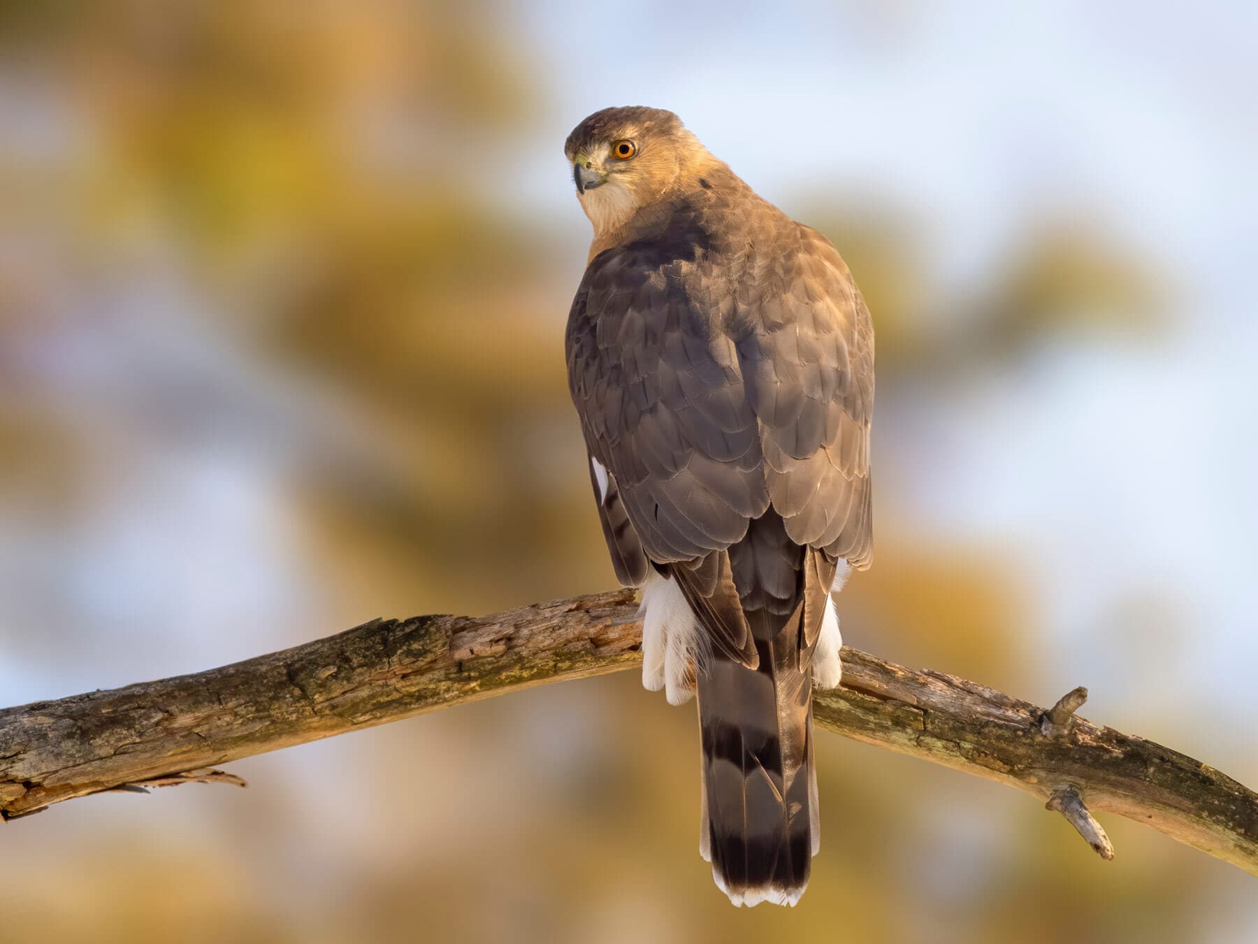 Coopers hawks perched