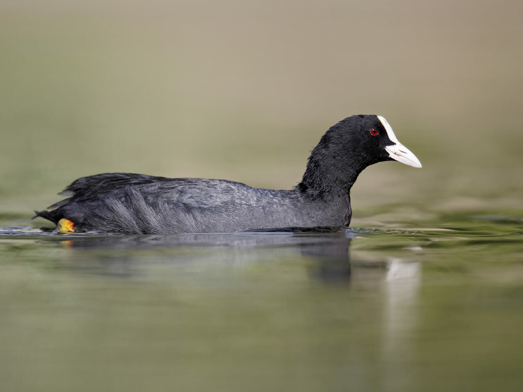 Coot swimming in water