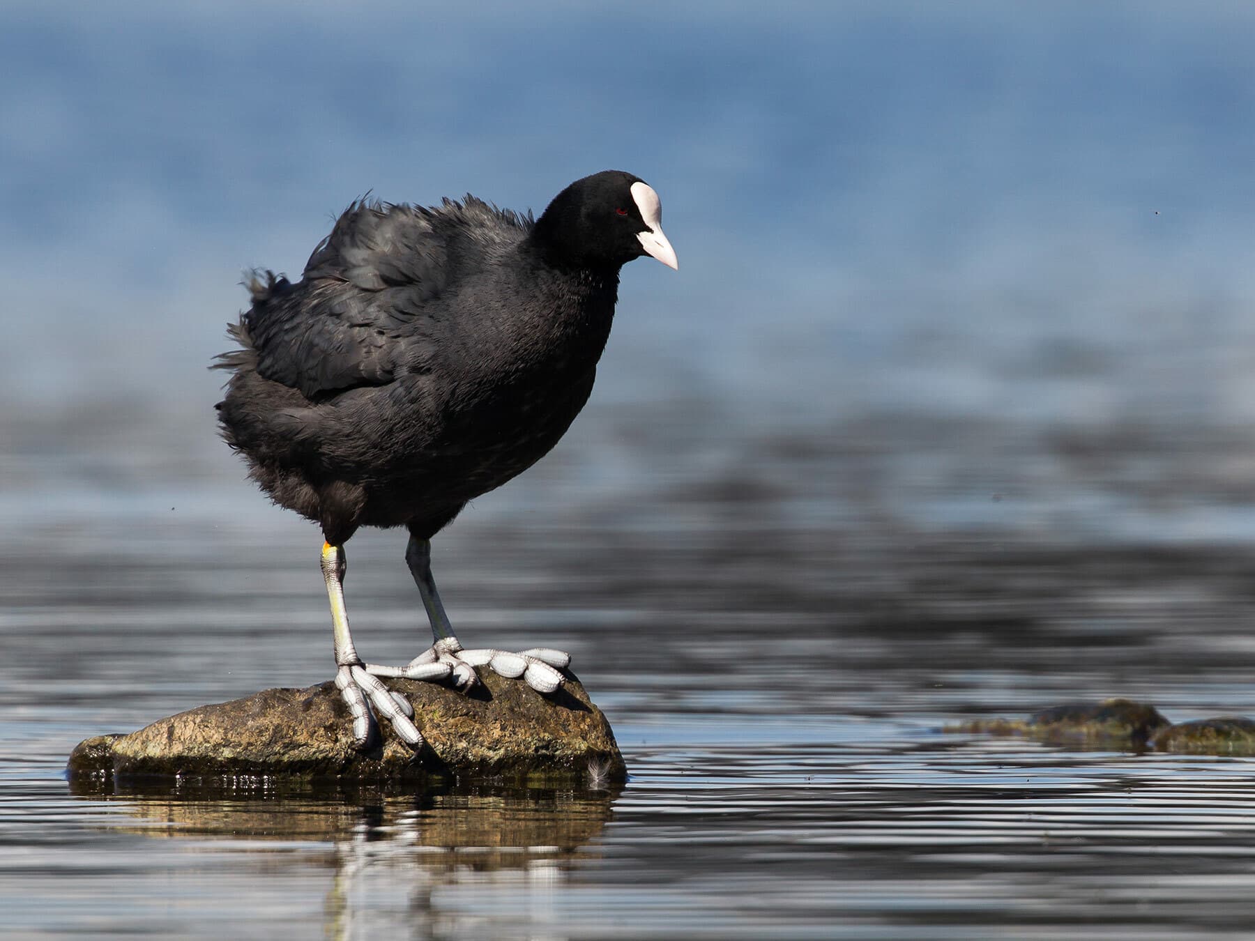 Eurasian Coot perched on a rock