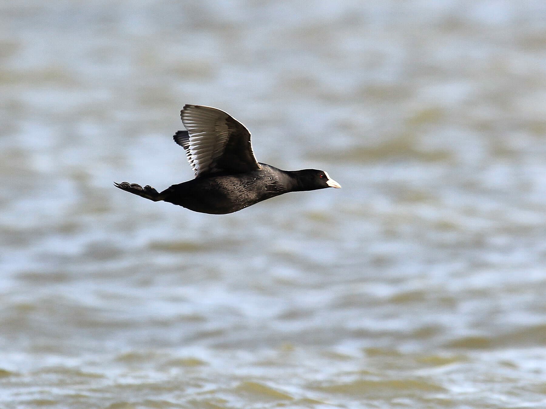 Coot in flight