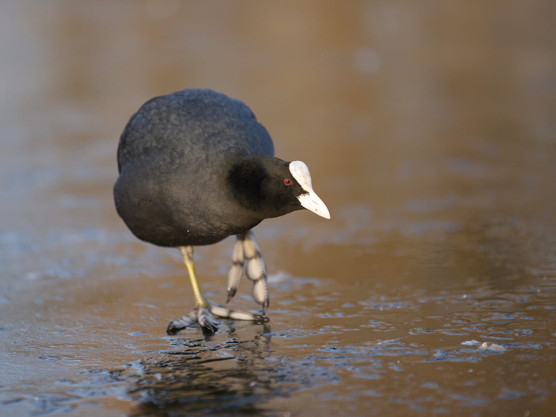 Coot on ice