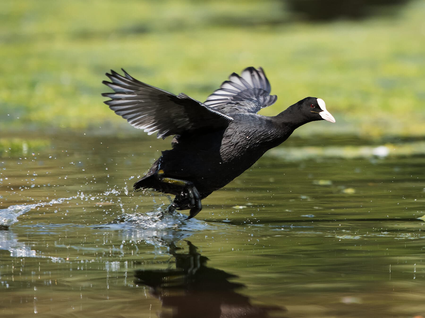 Coot taking off