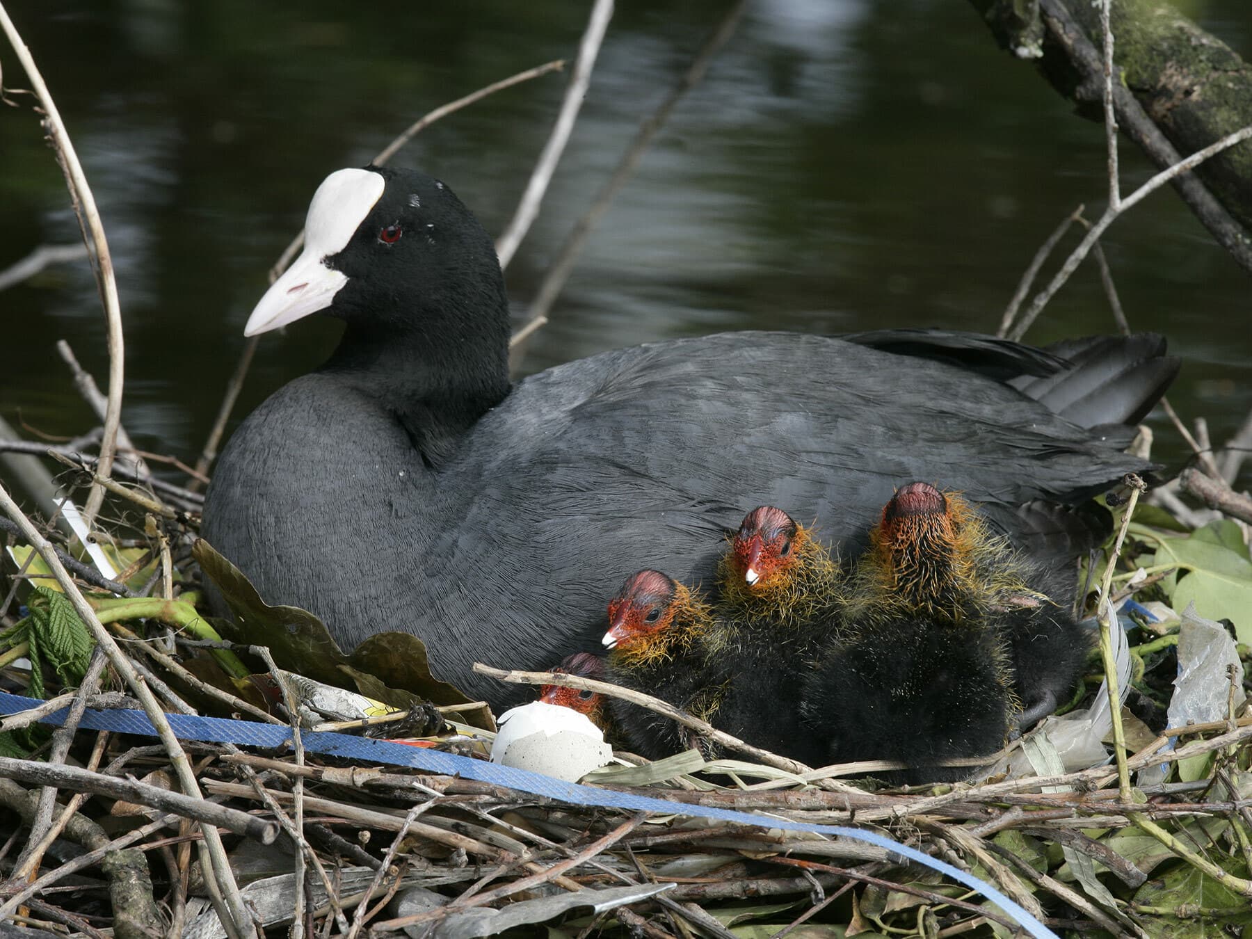 Coot with chicks in nest