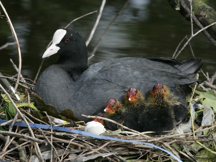 Coot | Birdfact