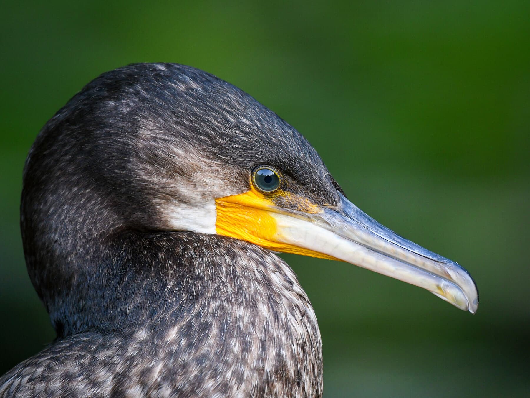 Close up portrait of a Cormorant
