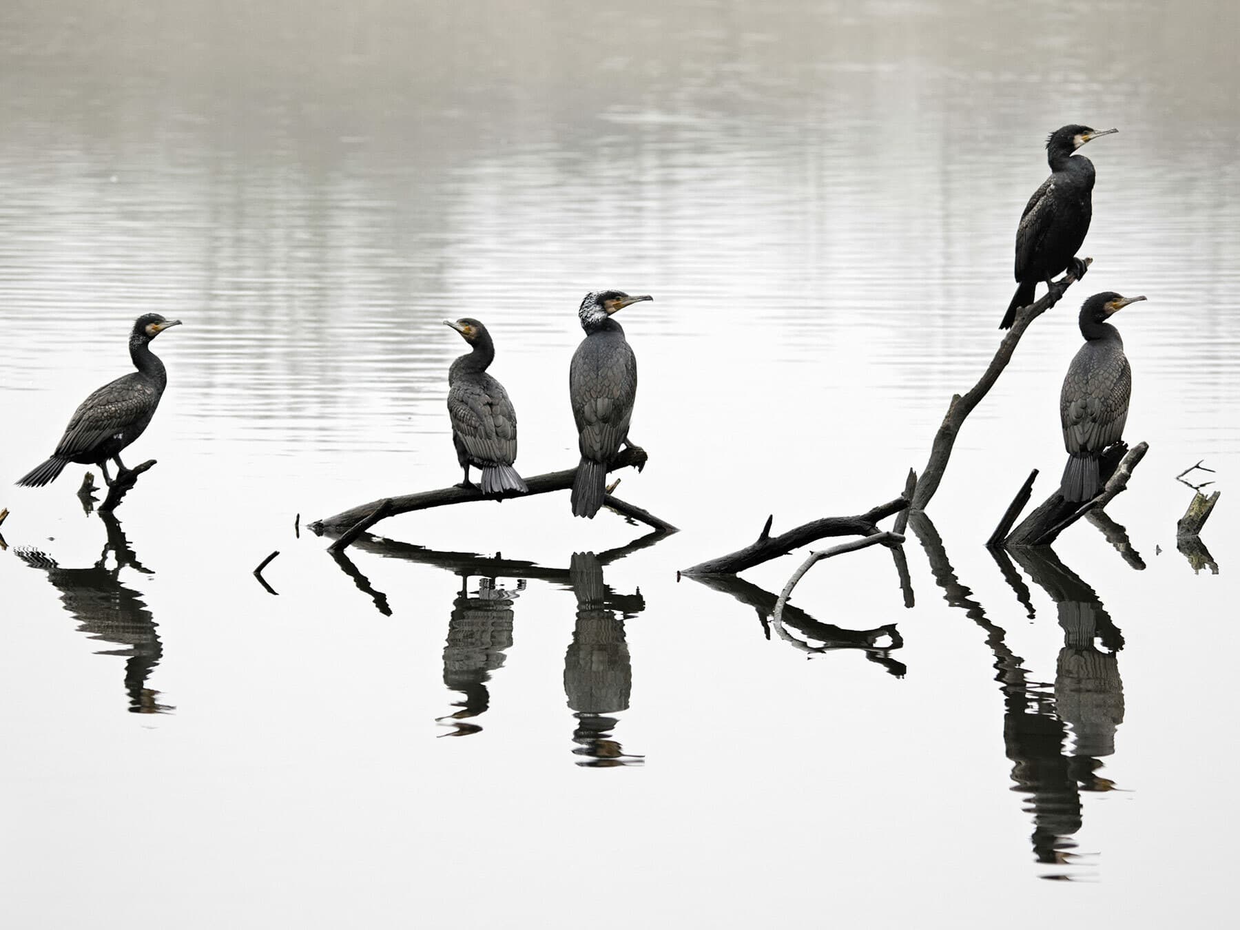 A small group of Cormorants