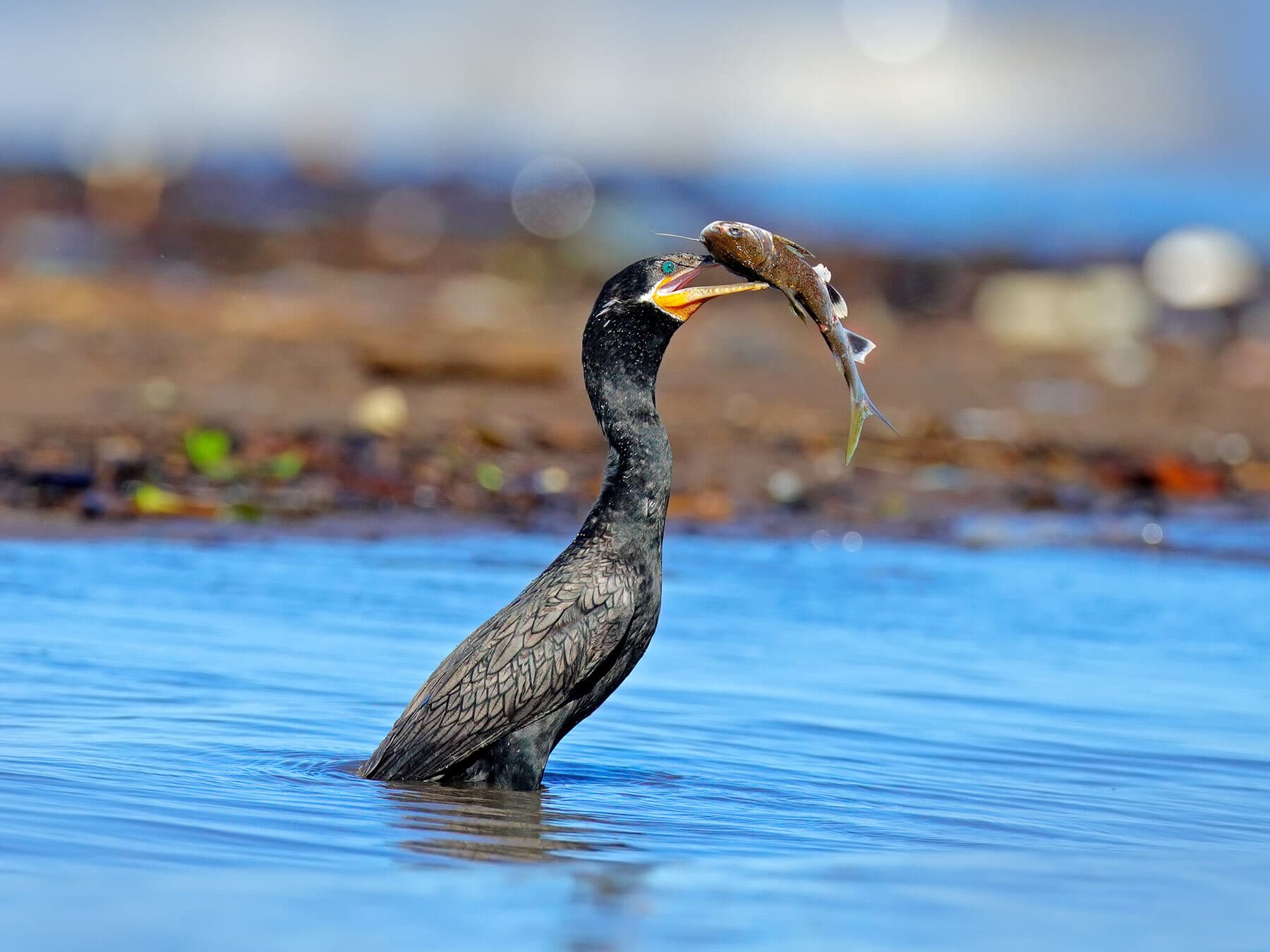 Cormorant eating fish