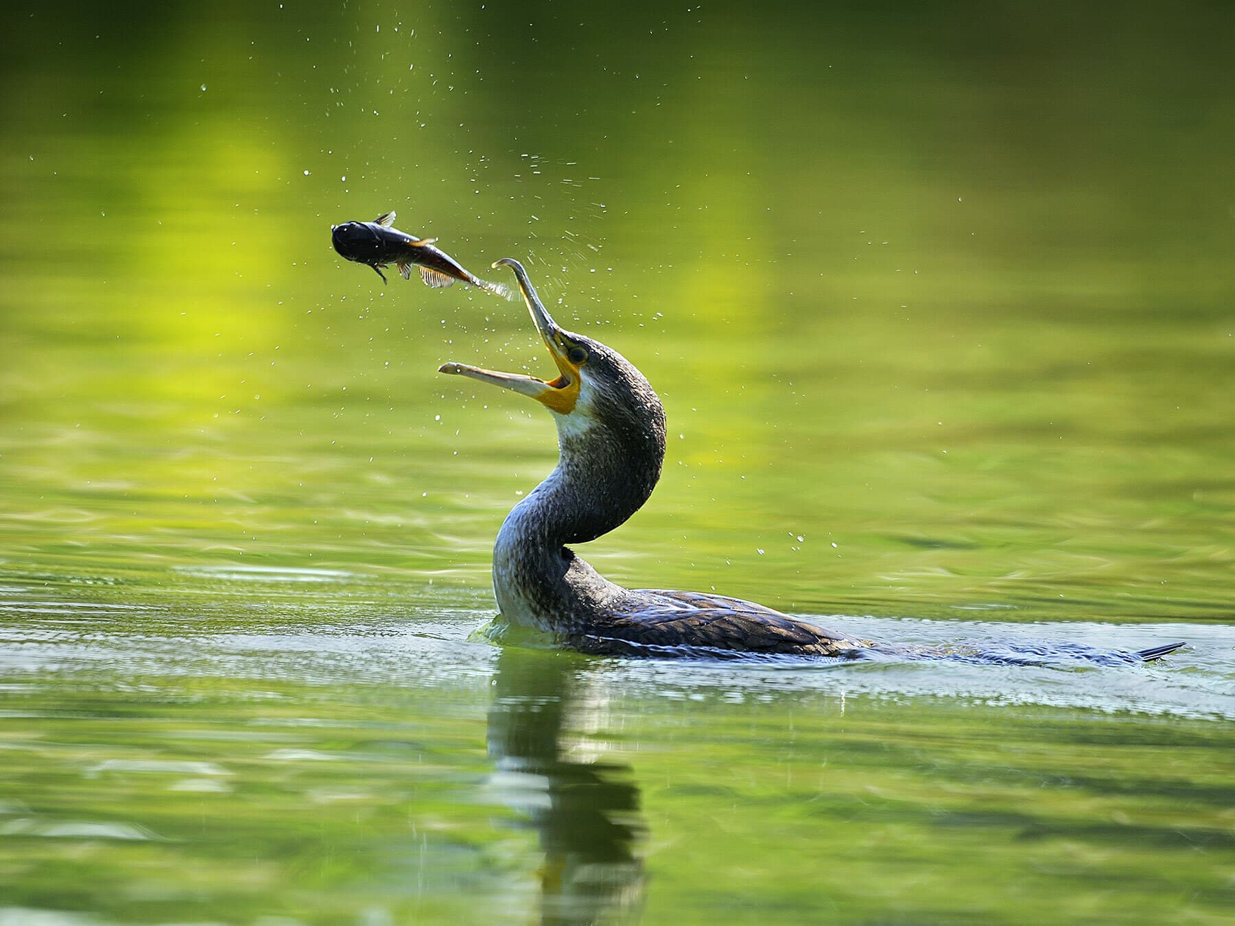 Cormorant tossing a fish up in the air