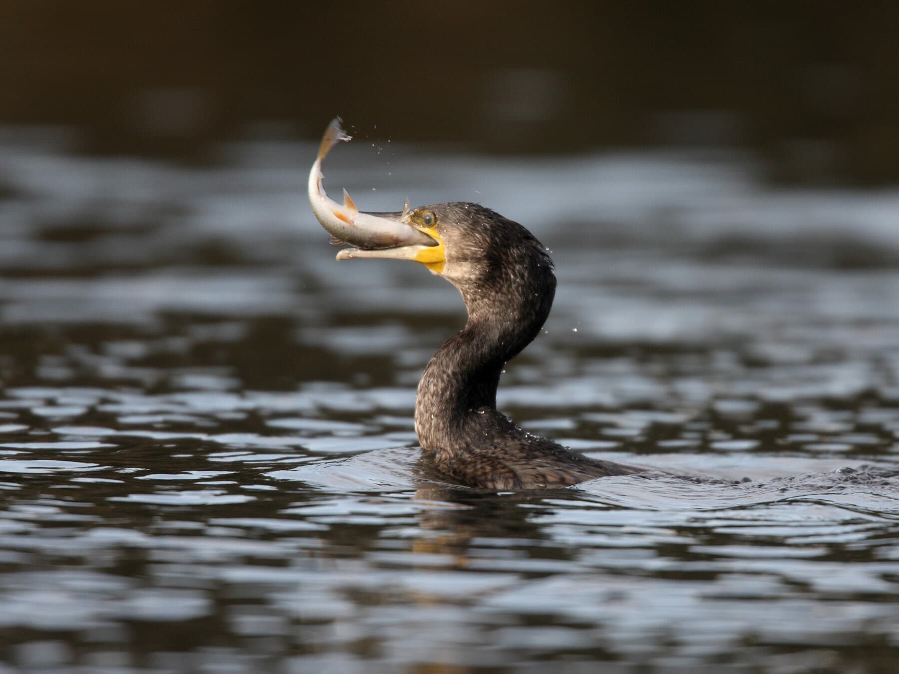 Cormorant fishing on the lake