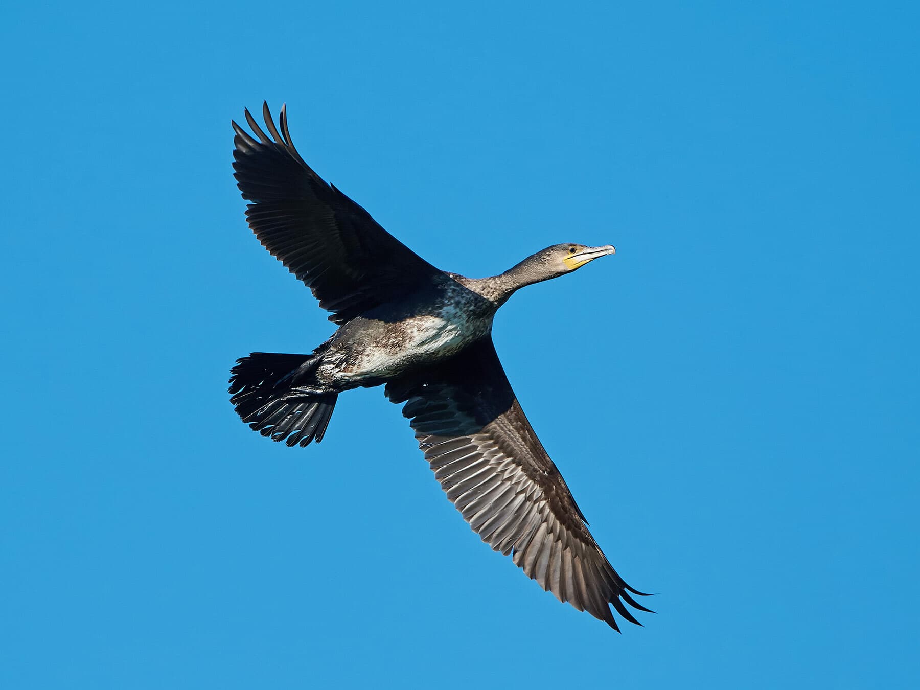 Cormorant in flight