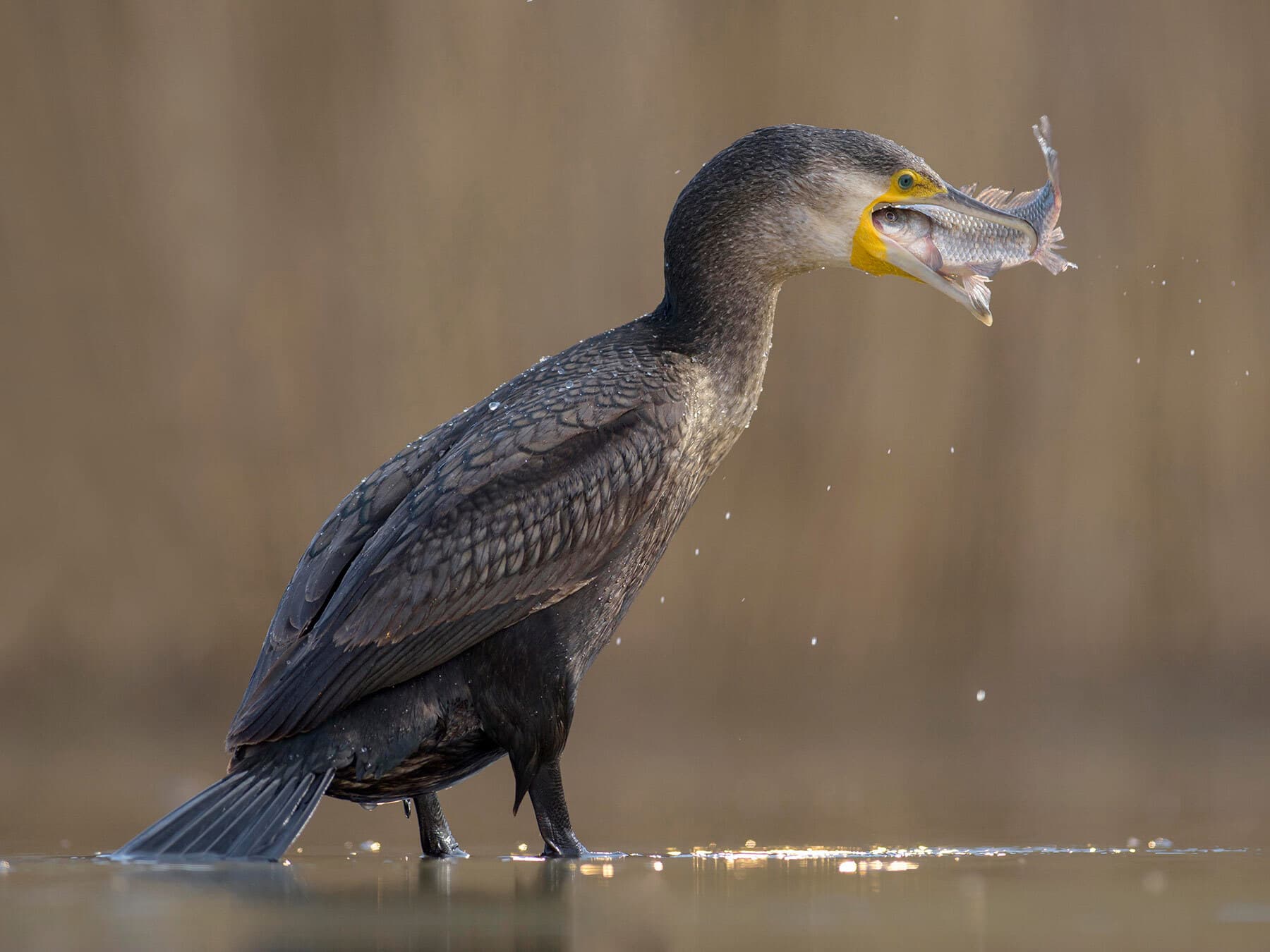 Cormorant swallowing fish