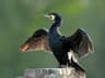 Great Cormorant