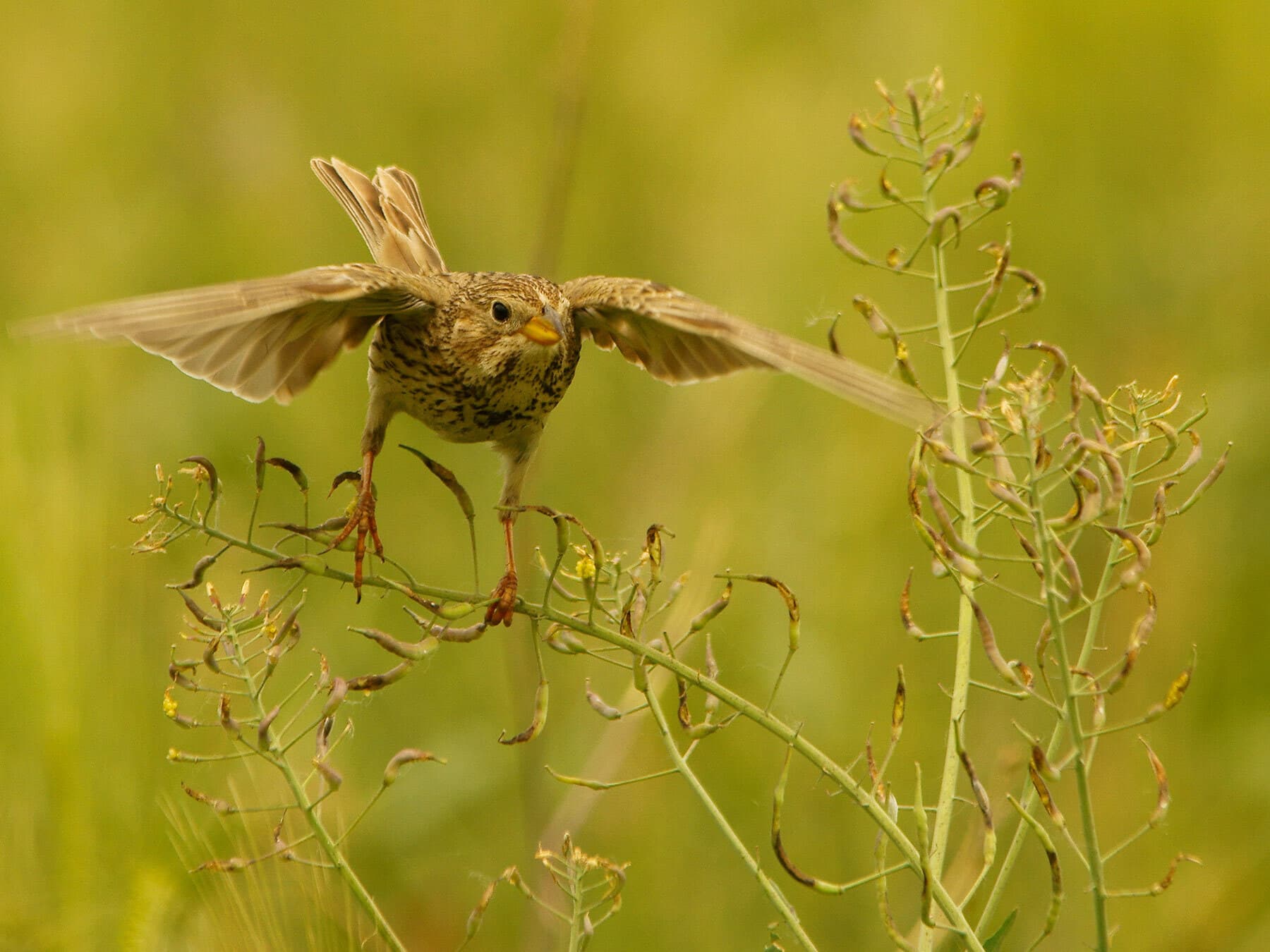 Corn Bunting with spread wings