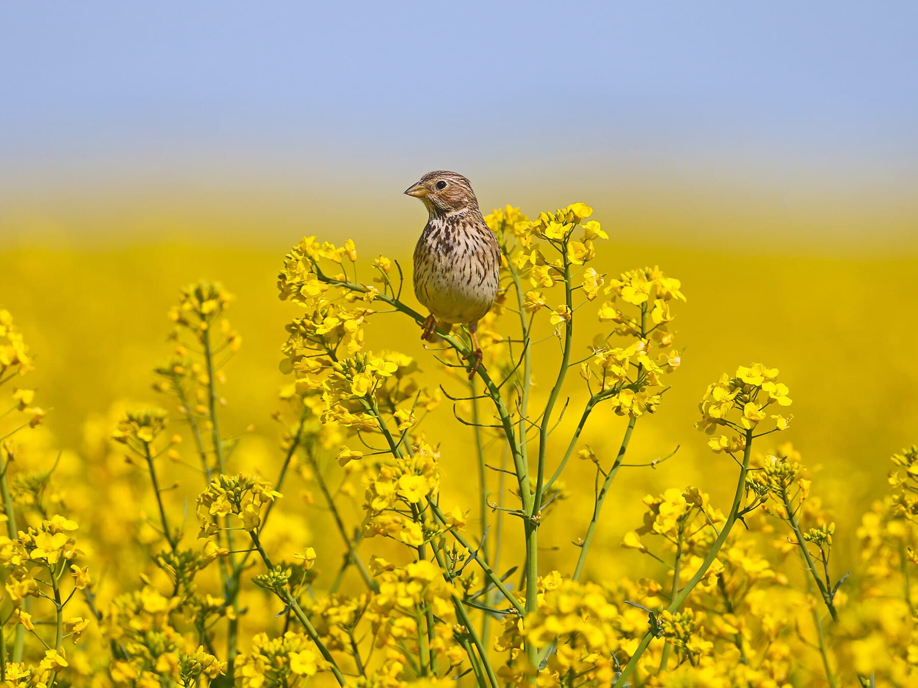 Corn Bunting perched on flowers