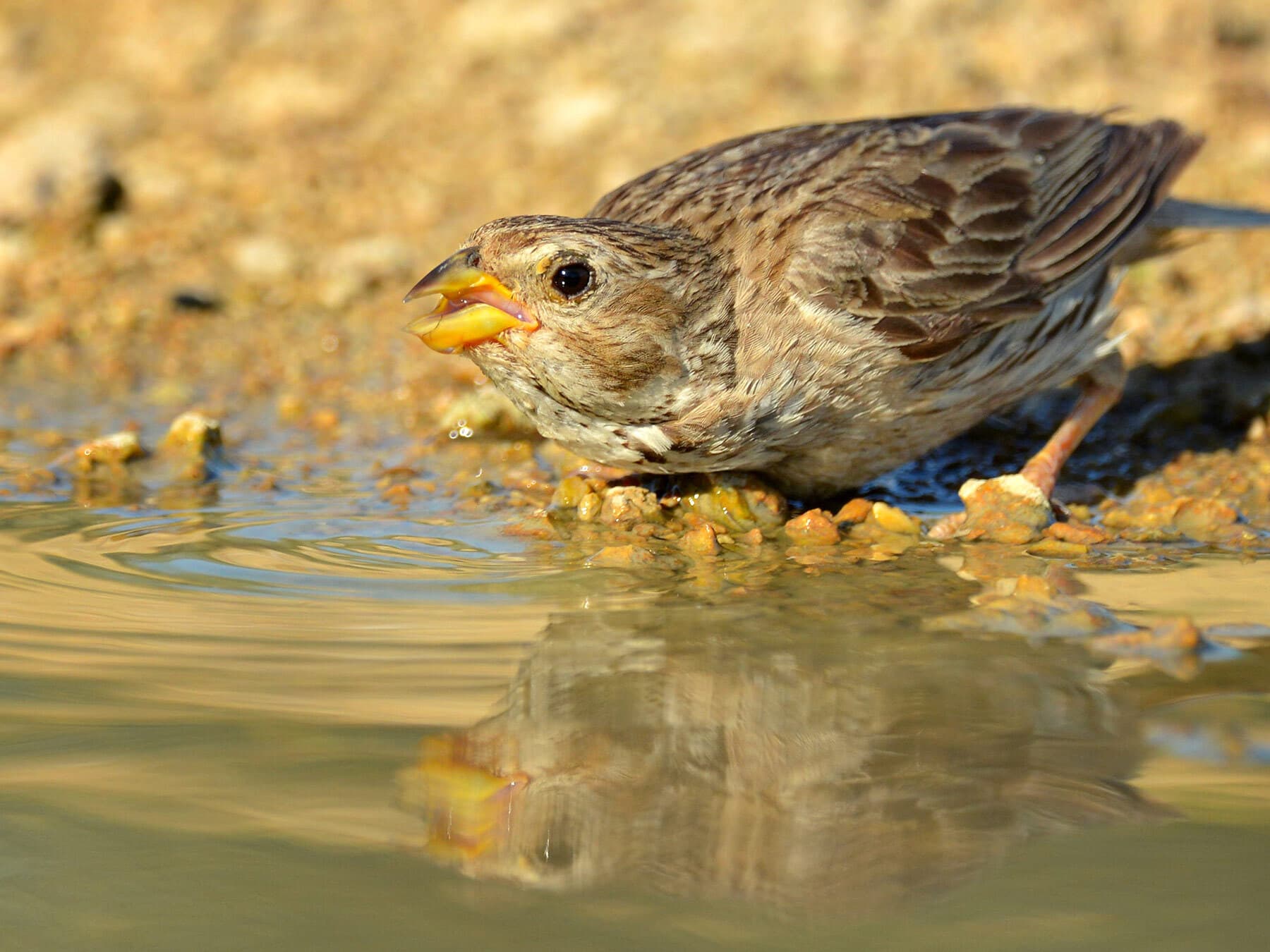 Corn Bunting drinking water