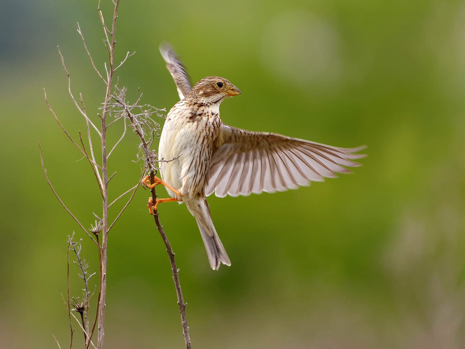 Corn Bunting flying away