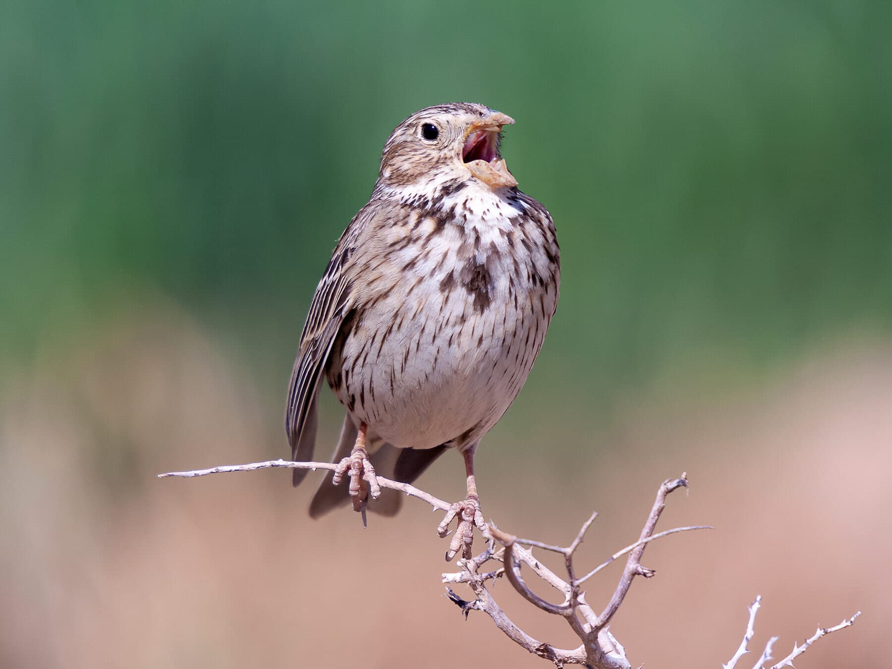 Corn Bunting singing