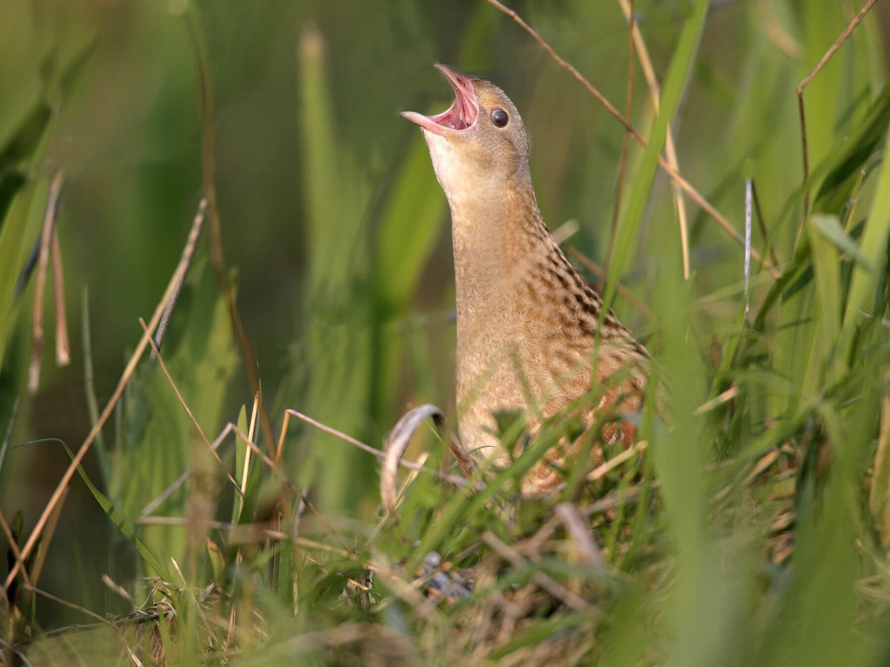 A Corncrake calling