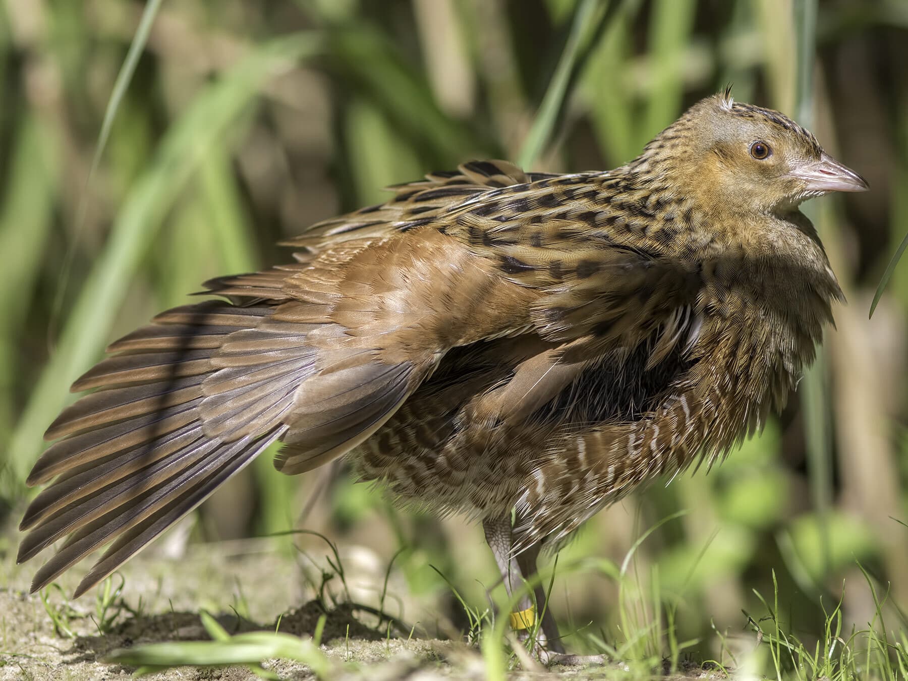 Corncrake with wings extended