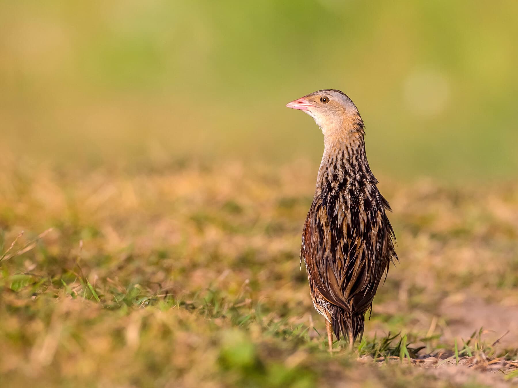 Corncrake out in the open