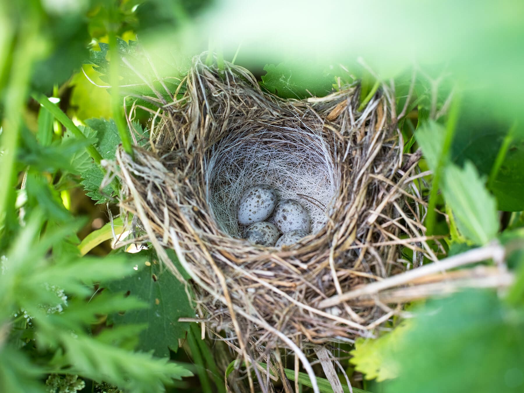 The nest and eggs of a Corncrake