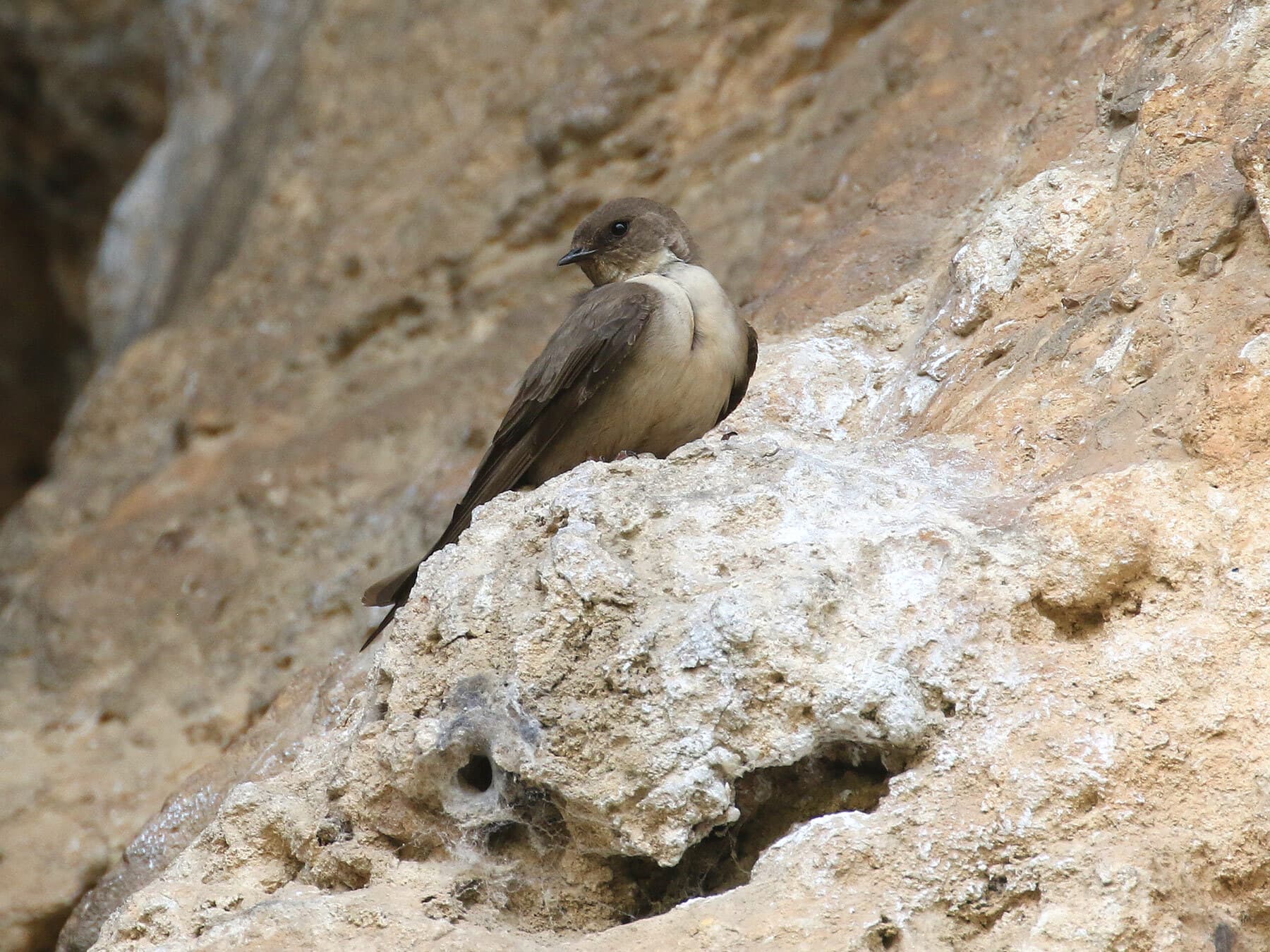 Crag Martin on the cliffs