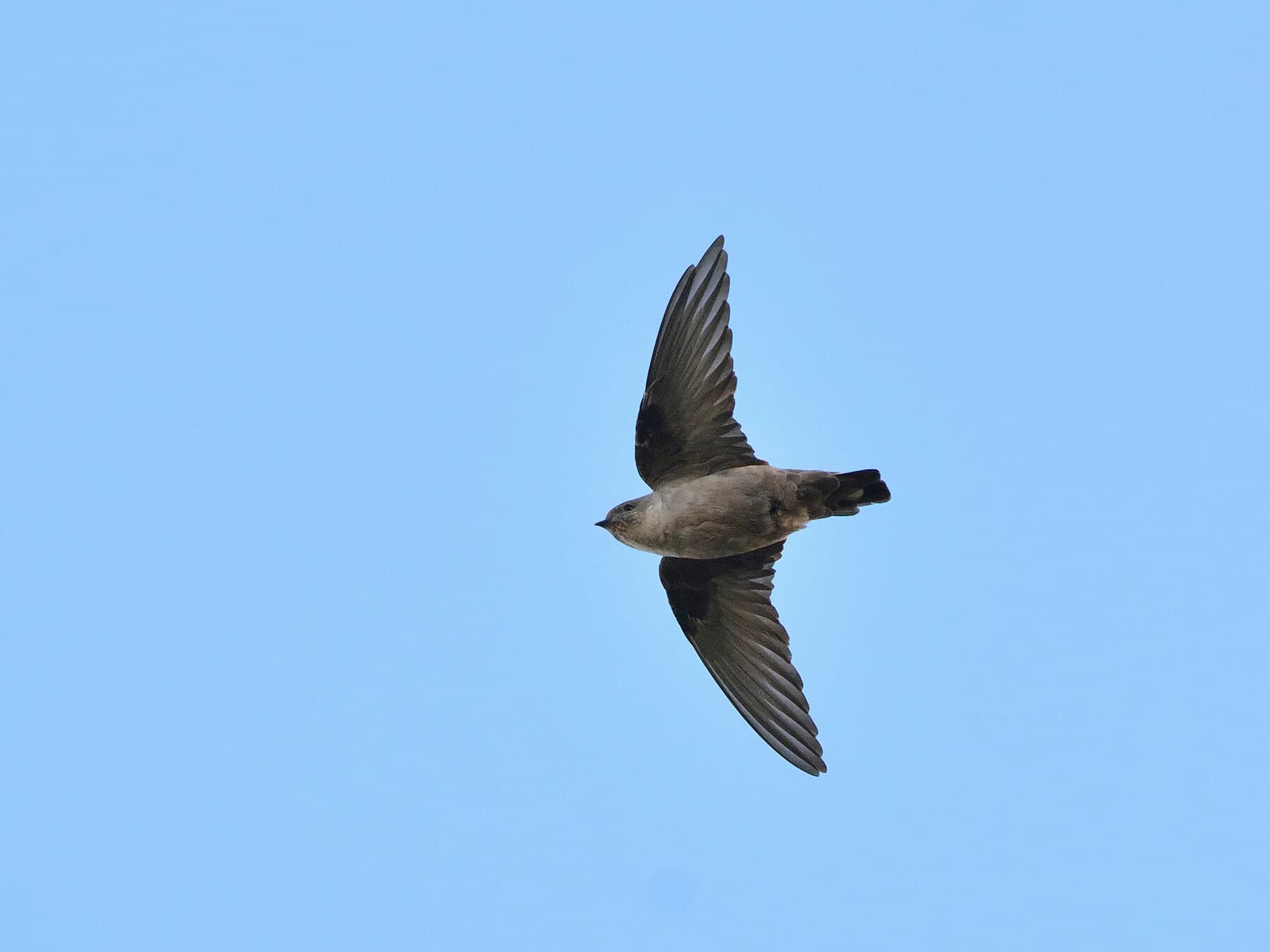 Crag Martin in flight, from below