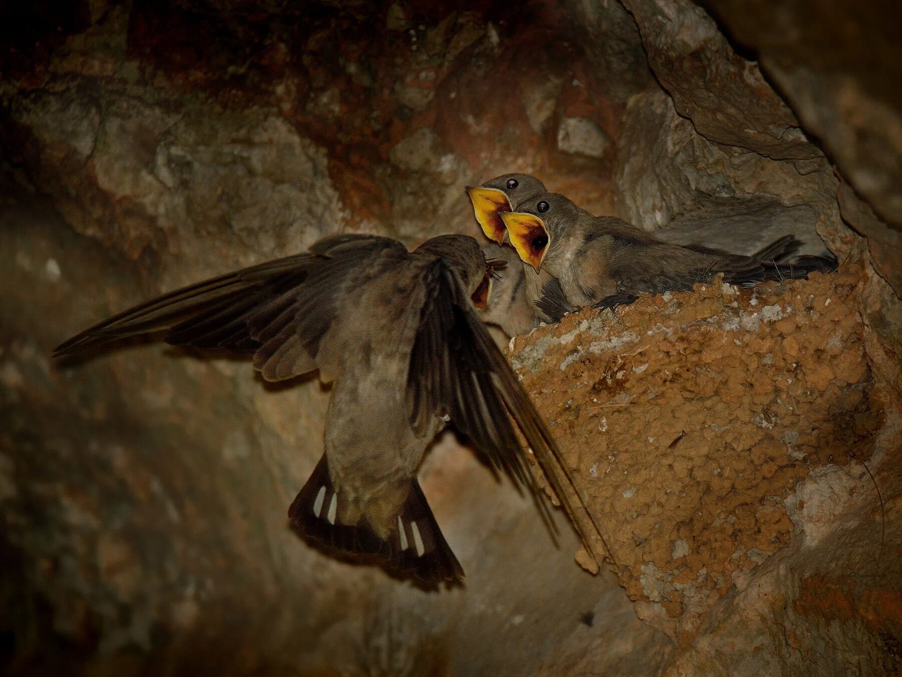 The nest of a Crag Martin inside a cave, feeding hungry chicks
