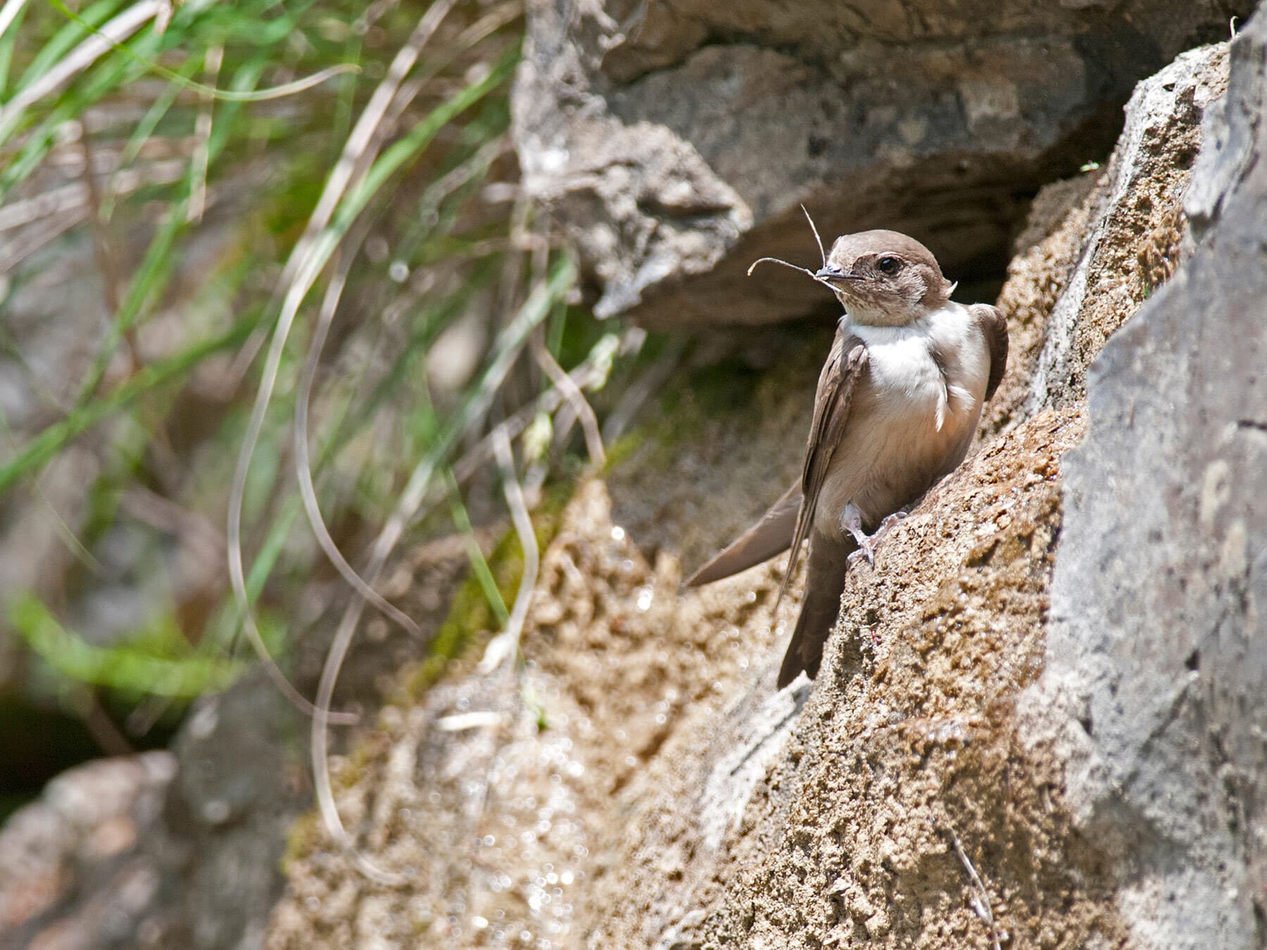 Crag Martin gathering nesting materials