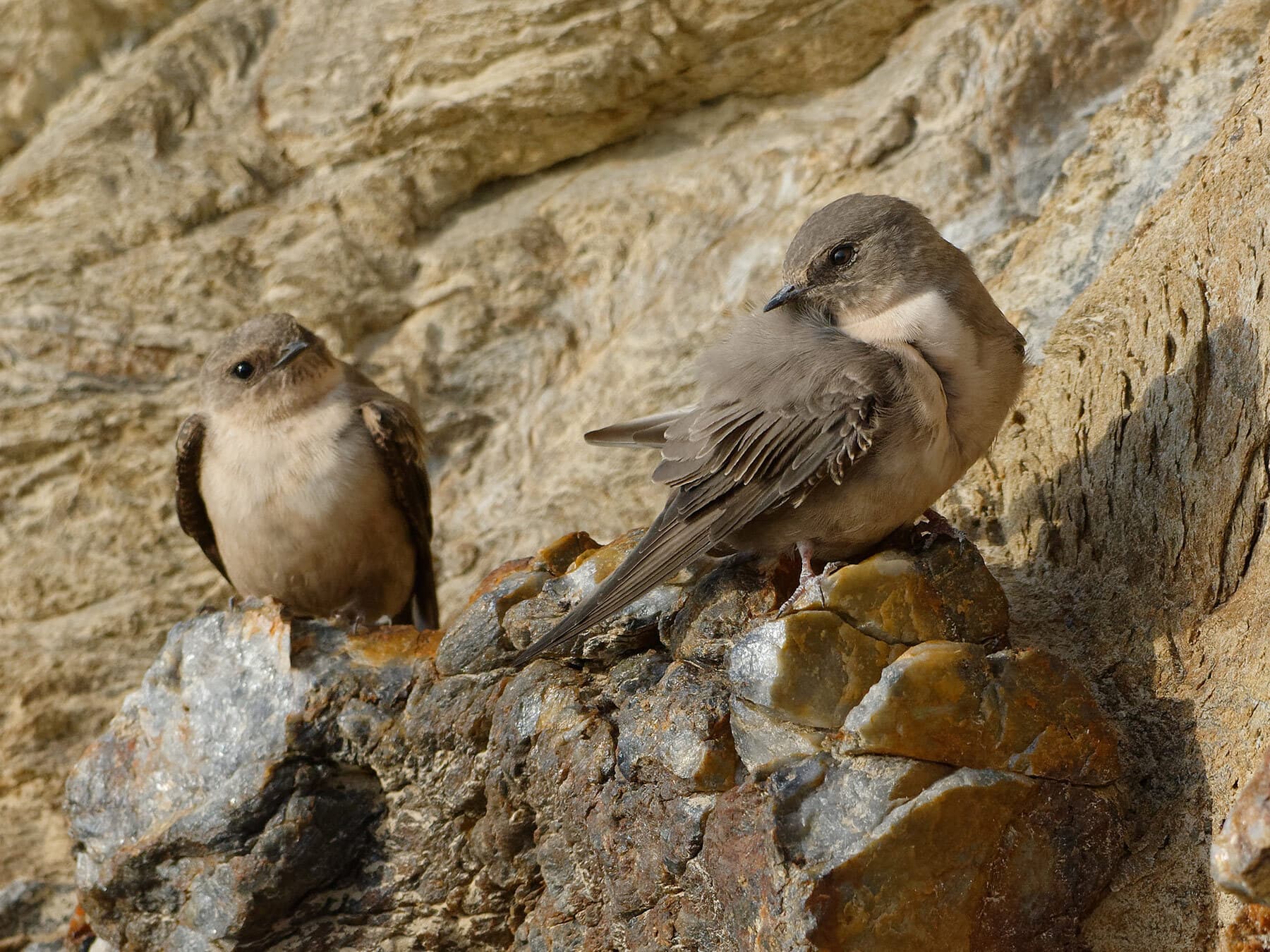 A pair of Crag Martins resting on a rock