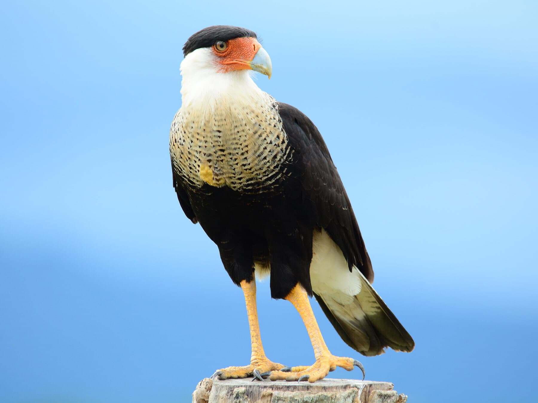 Crested caracara
