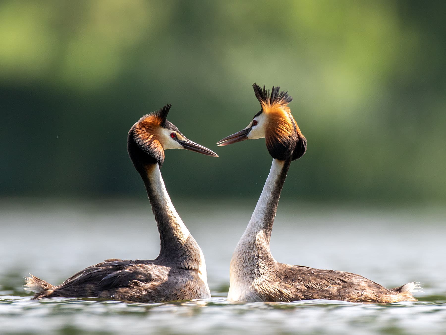 Crested grebes during courtship