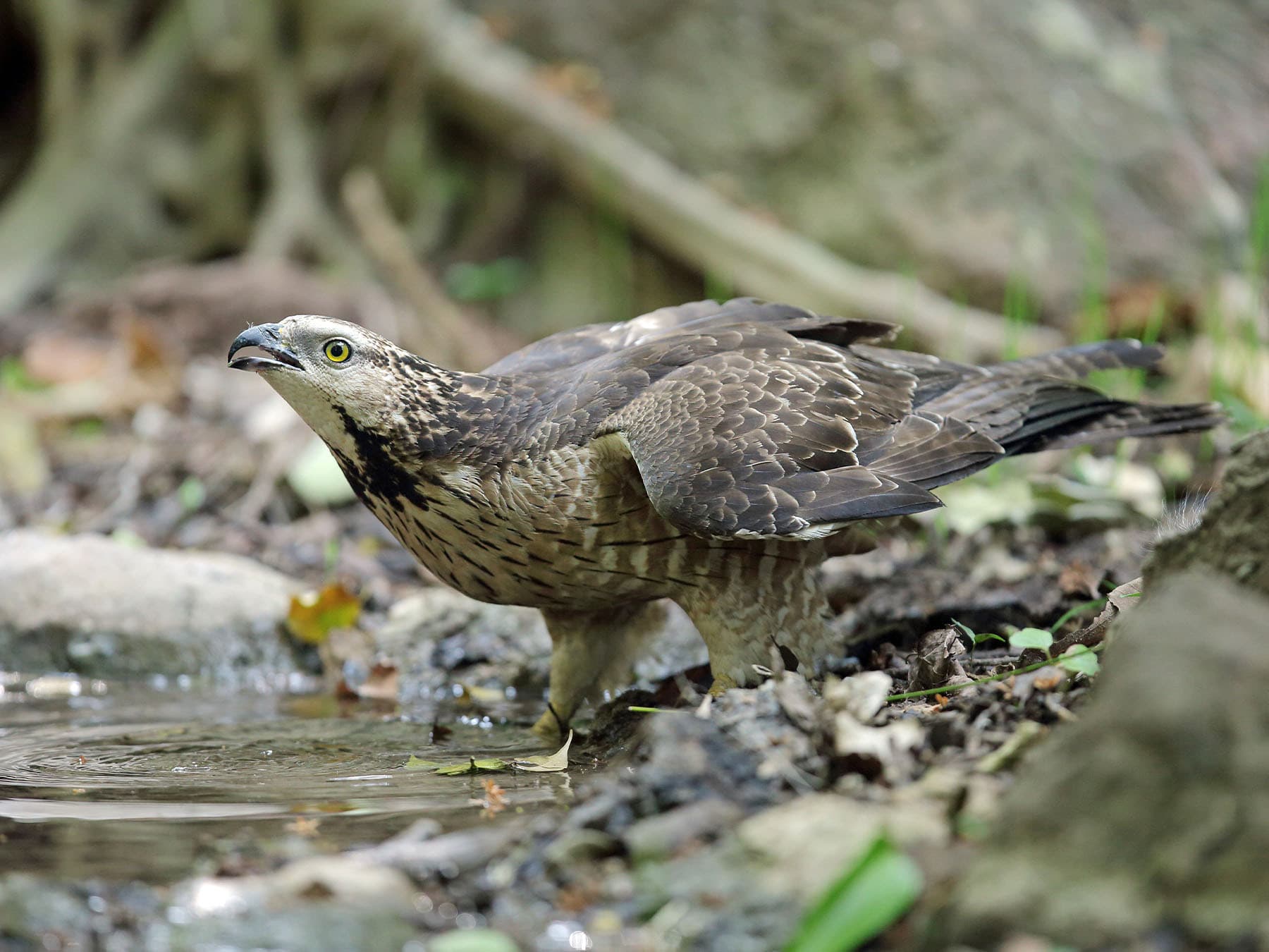 Oriental Honey-buzzard drinking from a stream