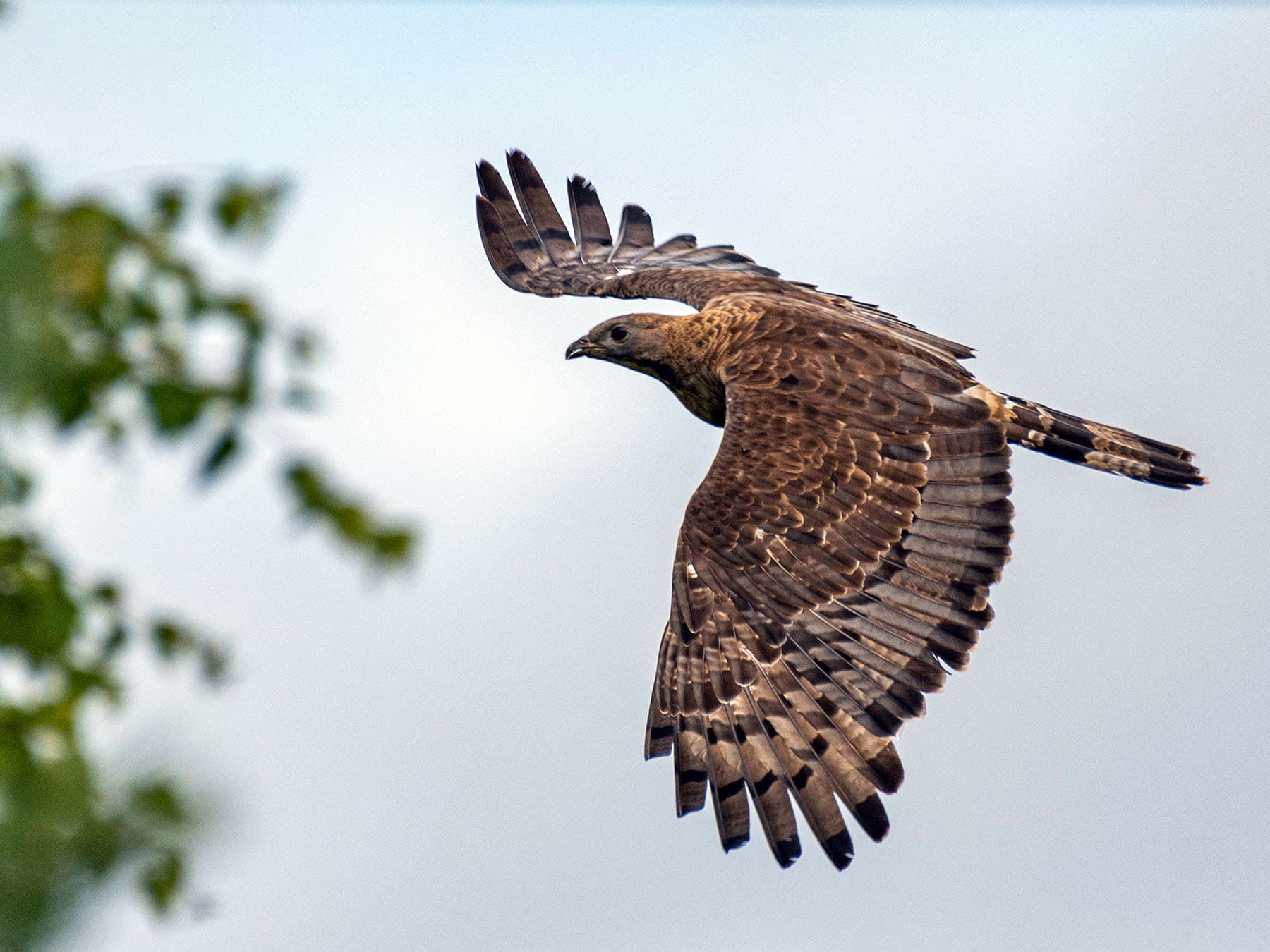 Oriental Honey-buzzard in-flight