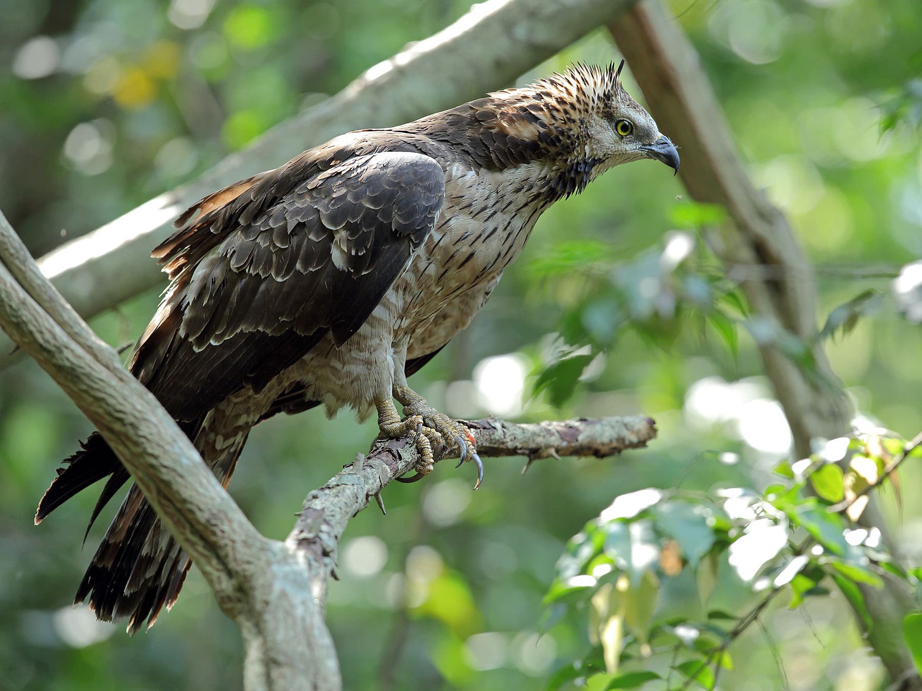 Oriental Honey-buzzard perching on a branch