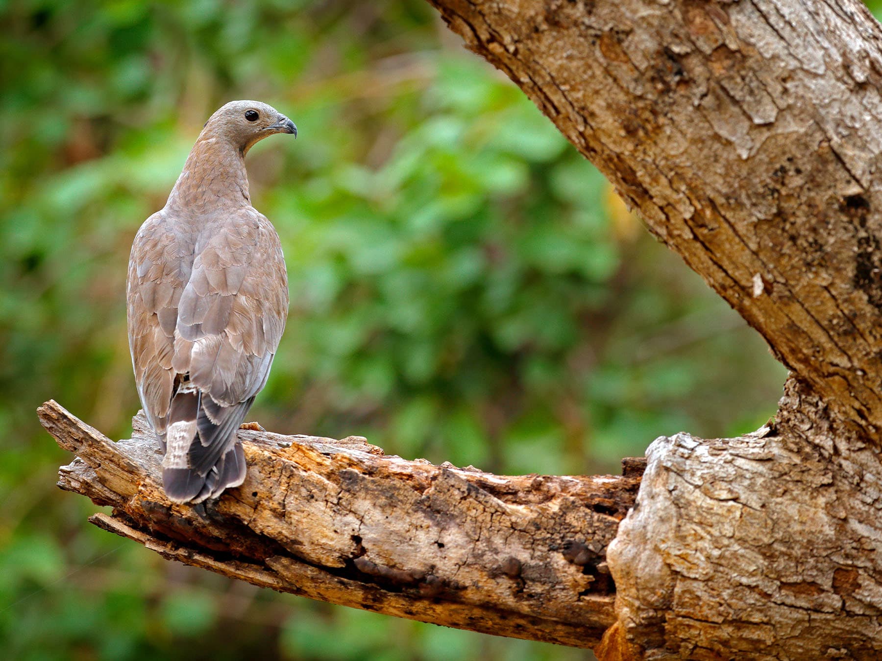 Oriental Honey-buzzard in natural habitat