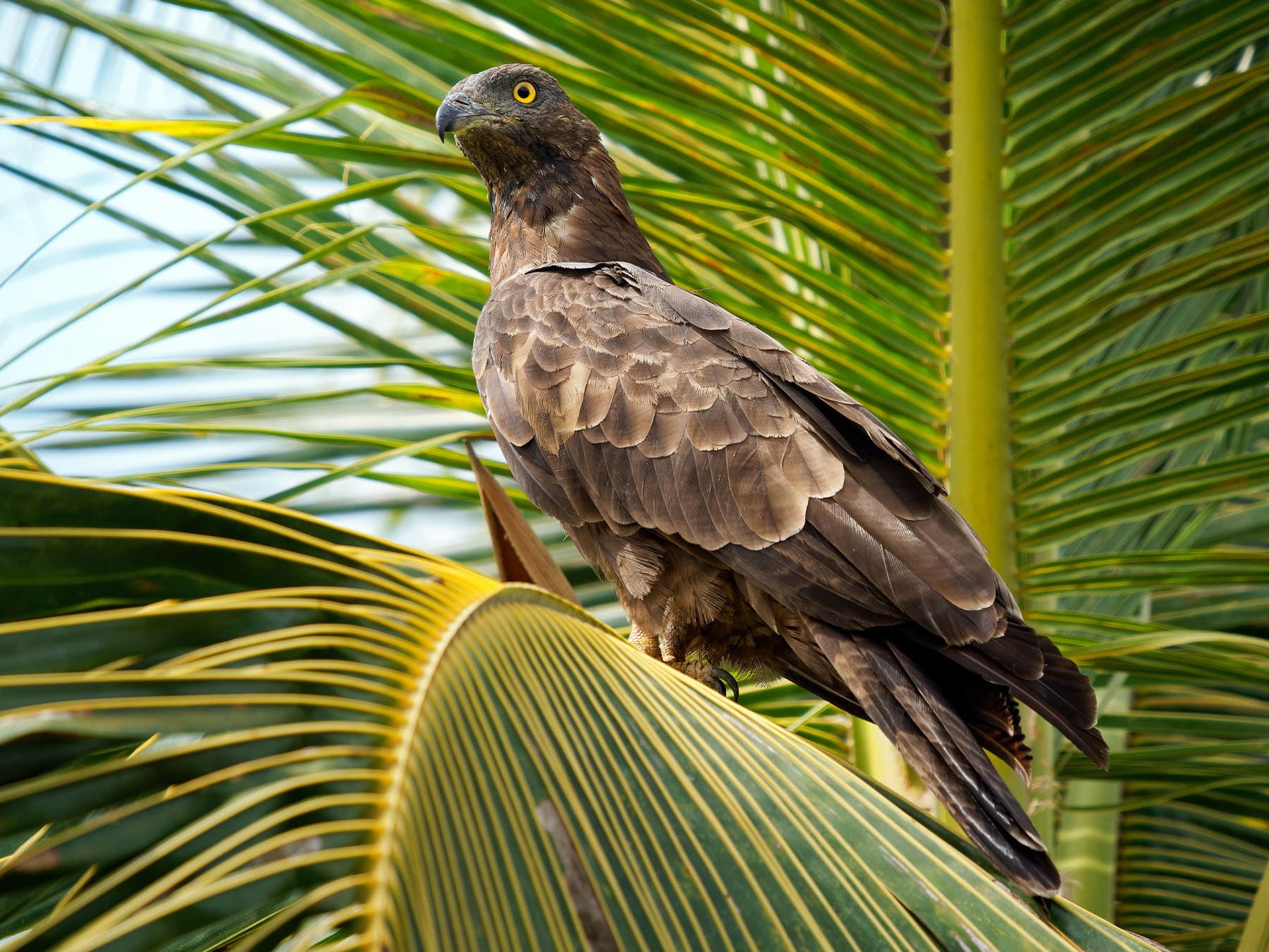 Oriental Honey-buzzard perching in a tree