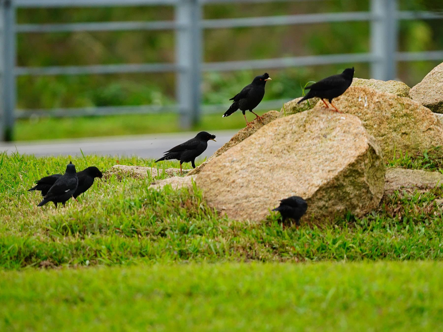 Crested Mynas foraging on the grass