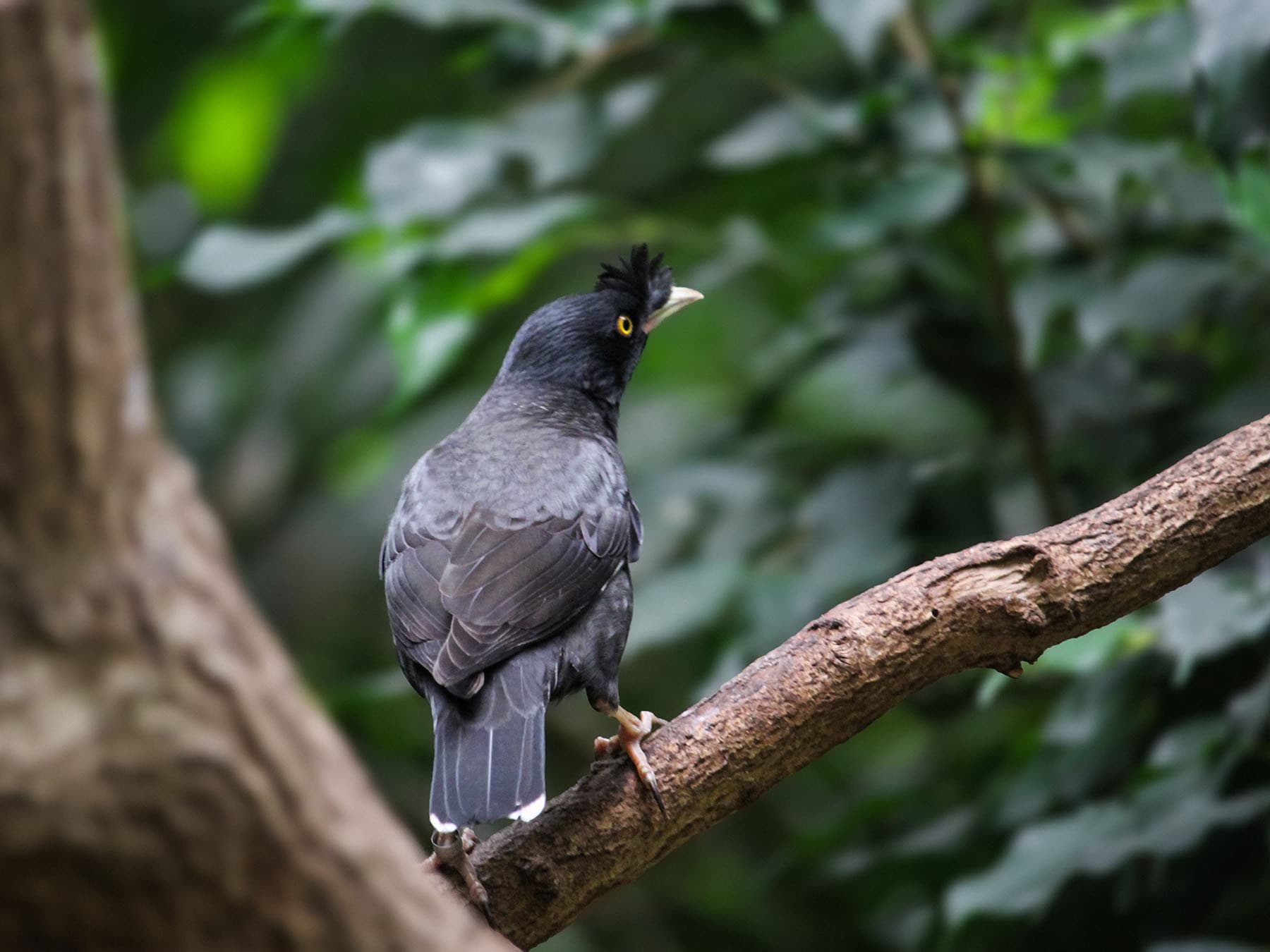 Crested Myna from behind, in a tree