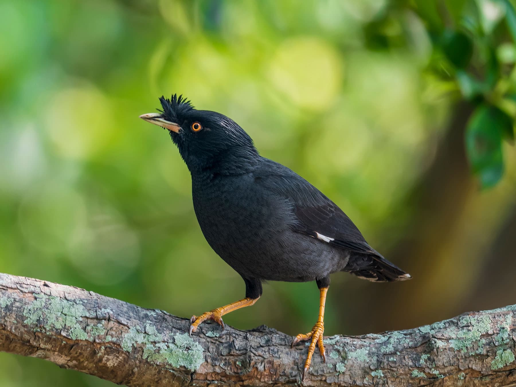 Crested Myna