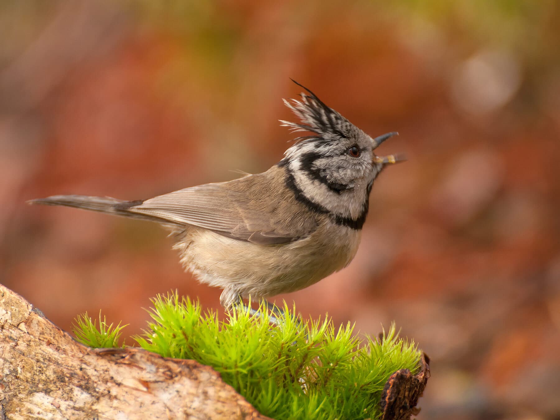 Crested Tit calling