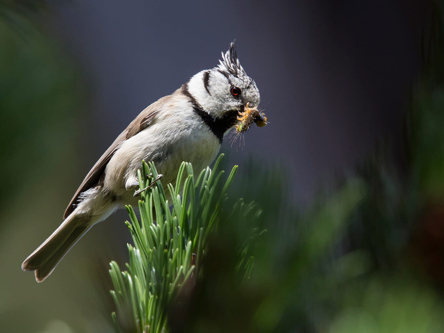 Crested Tit with a caterpillar in a pine tree