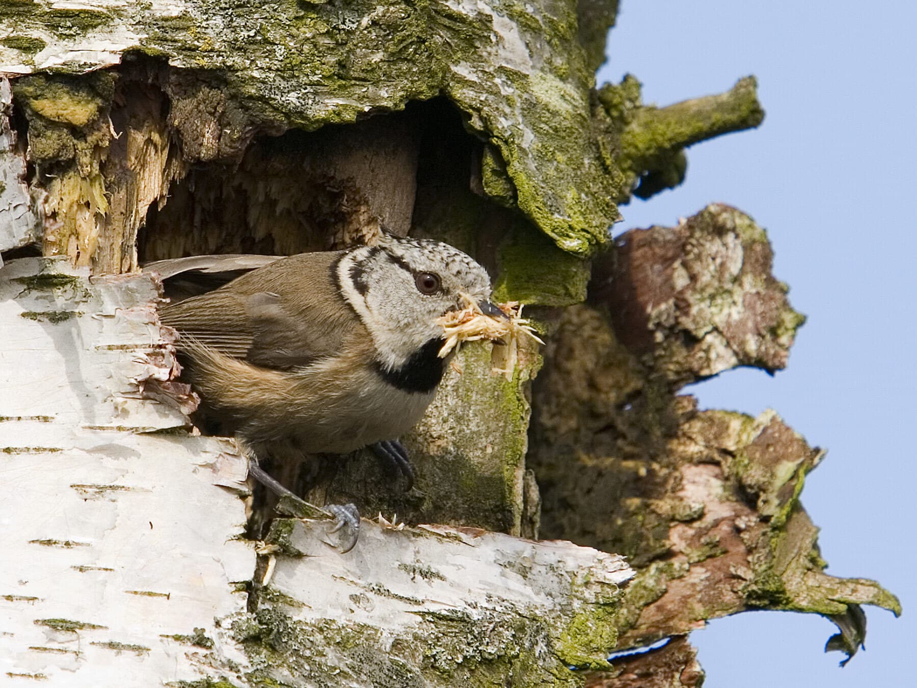 Nesting Crested Tit
