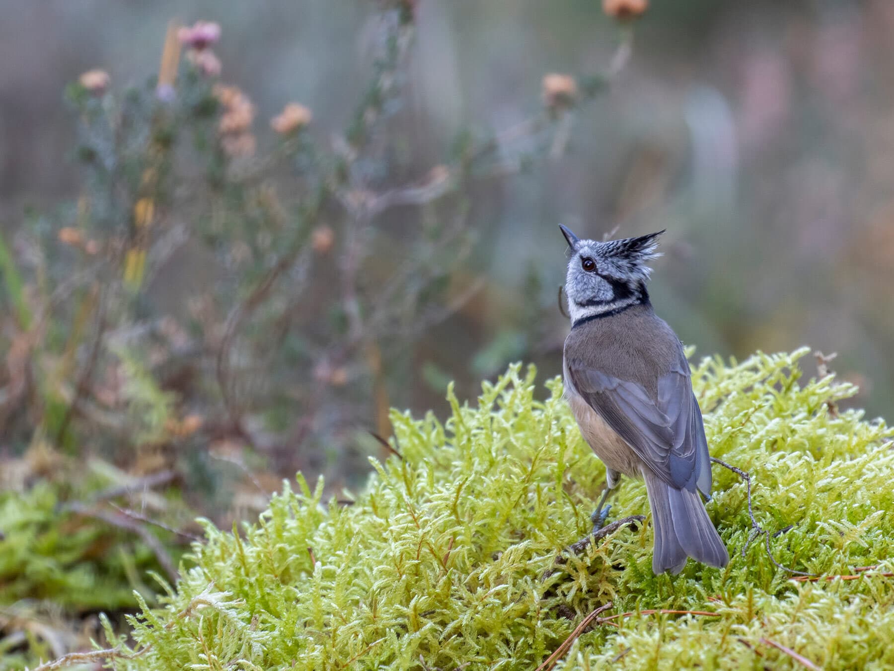 Crested Tit perched on top of moss and heather in a pine woodland during winter in Scotland