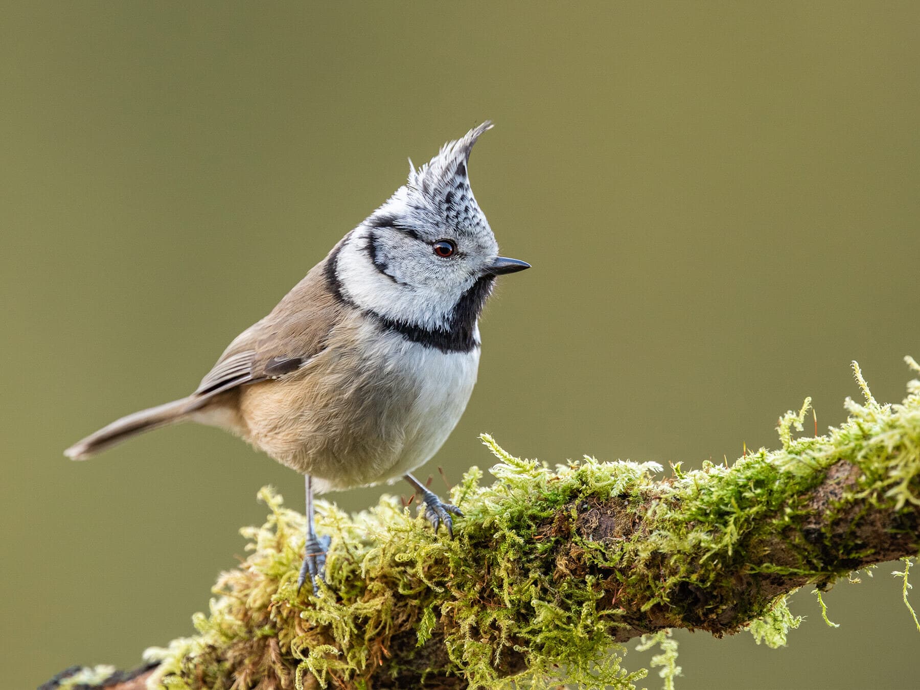 Crested Tit
