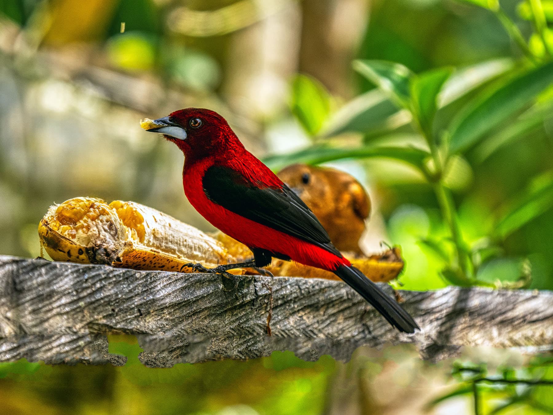 Crimson-backed Tanager feeding